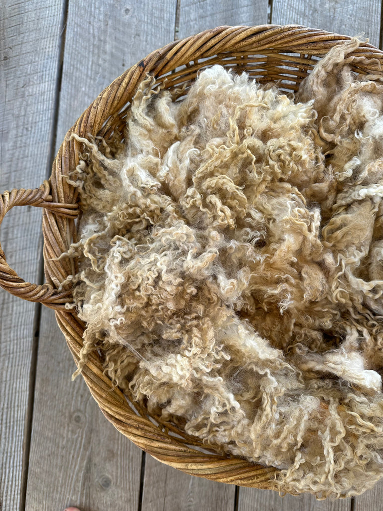 LEICESTER LONGWOOL RAW FLEECE| CELESTIAL SNOW