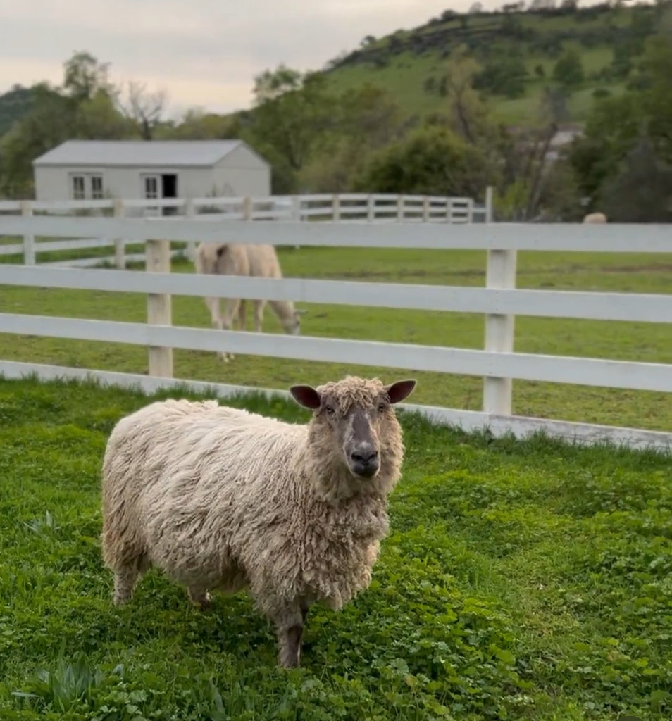 TEESWATER RAW FLEECE | LAVENDER